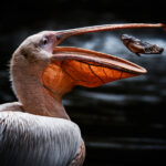 Pelikán bílý (Pelecanus onocrotalus) - CEWE Photo Award 2022, výtěz za květen, výstava New York