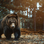 Medvěd hnědý (Ursus arctos) - Výstava v Hanoji