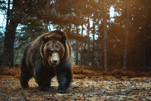 Medvěd hnědý (Ursus arctos) - Výstava v Hanoji