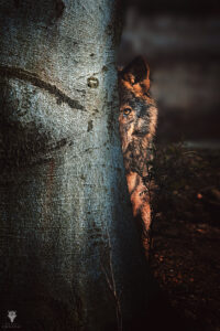 Vlk iberský (Canis lupus signatus)
