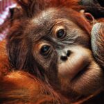 Orangutan bornejský (Pongo pygmaeus)
