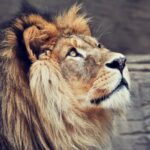 Lev pustinný (Panthera leo) j