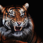 Tygr sumaterský (Panthera tigris sumatrae)