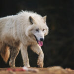 Vlk arktický (Canis lupus arctos)